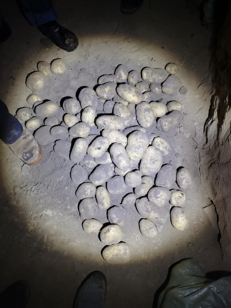 白皮白心个头大，薯型好，颜色好，226土豆
