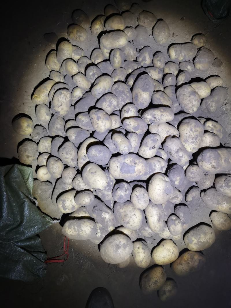 白皮白心个头大，薯型好，颜色好，226土豆