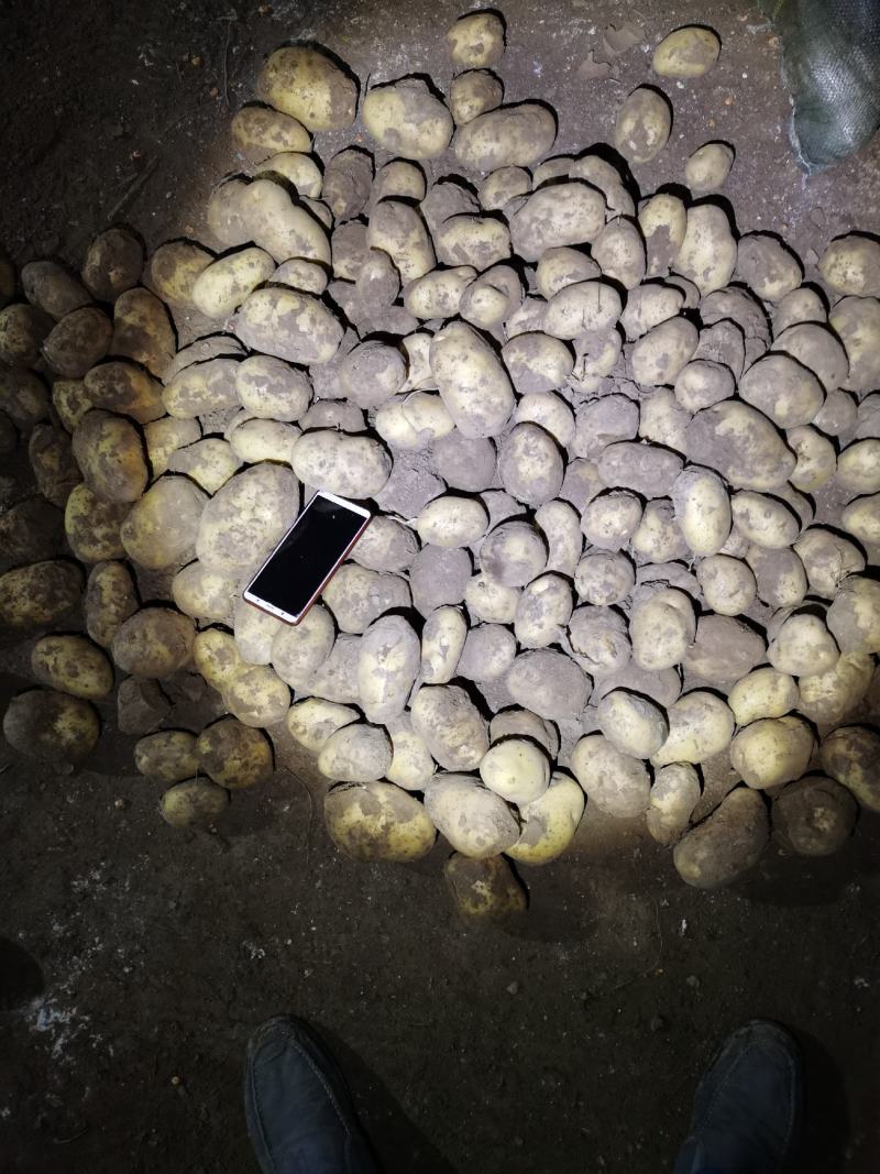 白皮白心个头大，薯型好，颜色好，226土豆