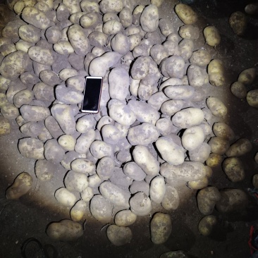 白皮白心个头大，薯型好，颜色好，226土豆