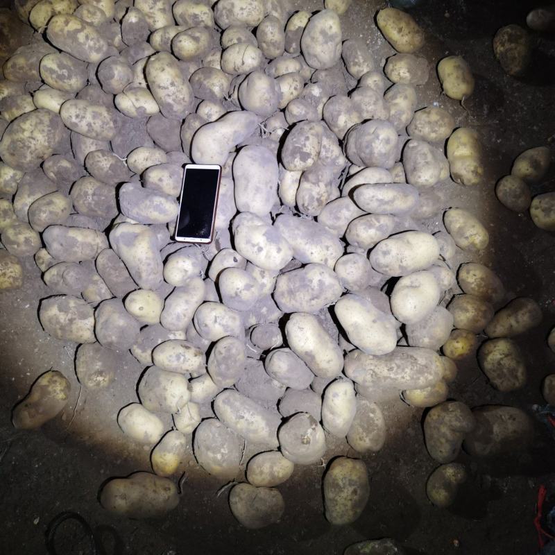 白皮白心个头大，薯型好，颜色好，226土豆