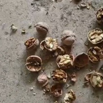 临县核桃