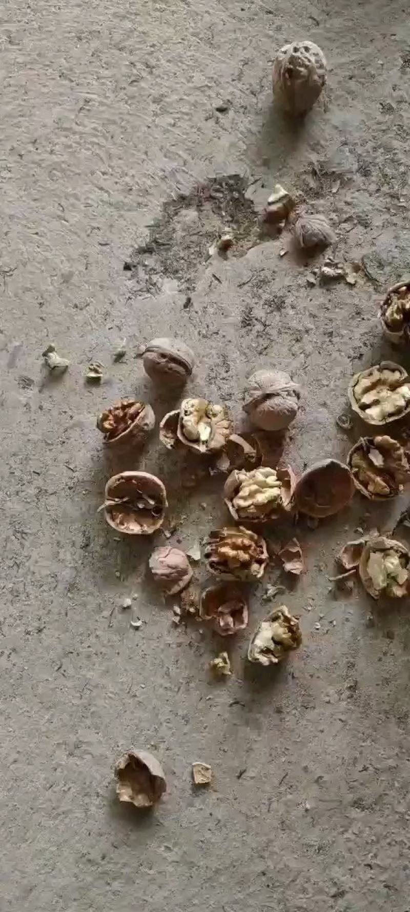 临县核桃