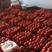 【西红柿】精品硬粉西红柿，大红西红柿弧三以上，供市场商超