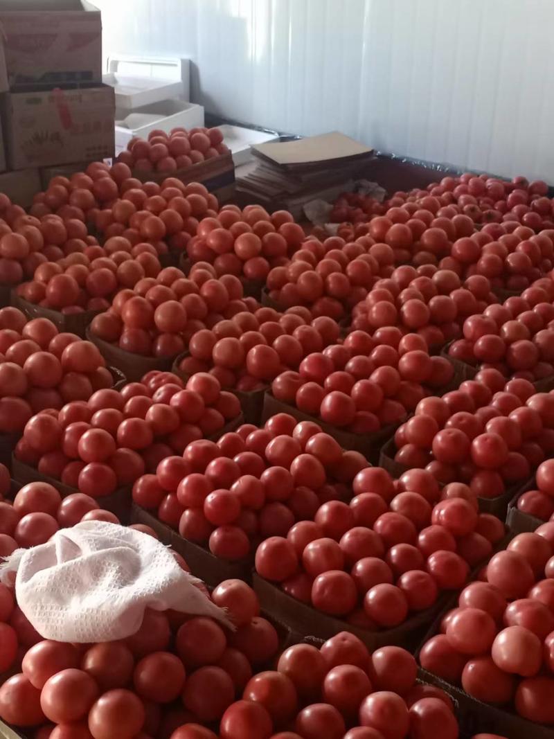 【西红柿】精品硬粉西红柿，大红西红柿弧三以上，供市场商超