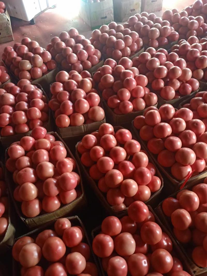 精品西红柿硬粉西红柿大红西红柿代发全国各地，大量有货