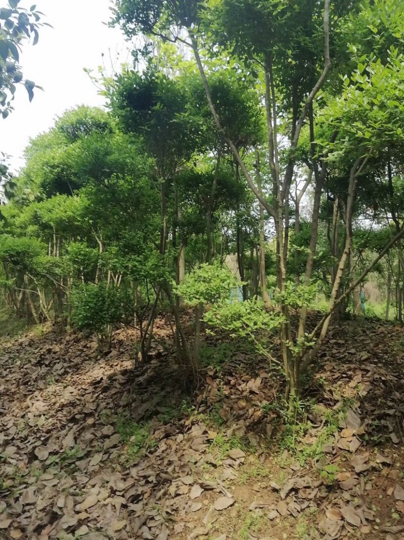 小叶女贞云片，女贞造型，各种规格，质量好，有量