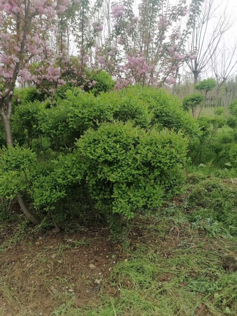 小叶女贞云片，女贞造型，各种规格，质量好，有量