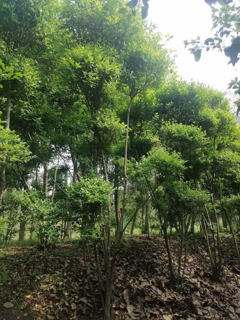 小叶女贞云片，女贞造型，各种规格，质量好，有量