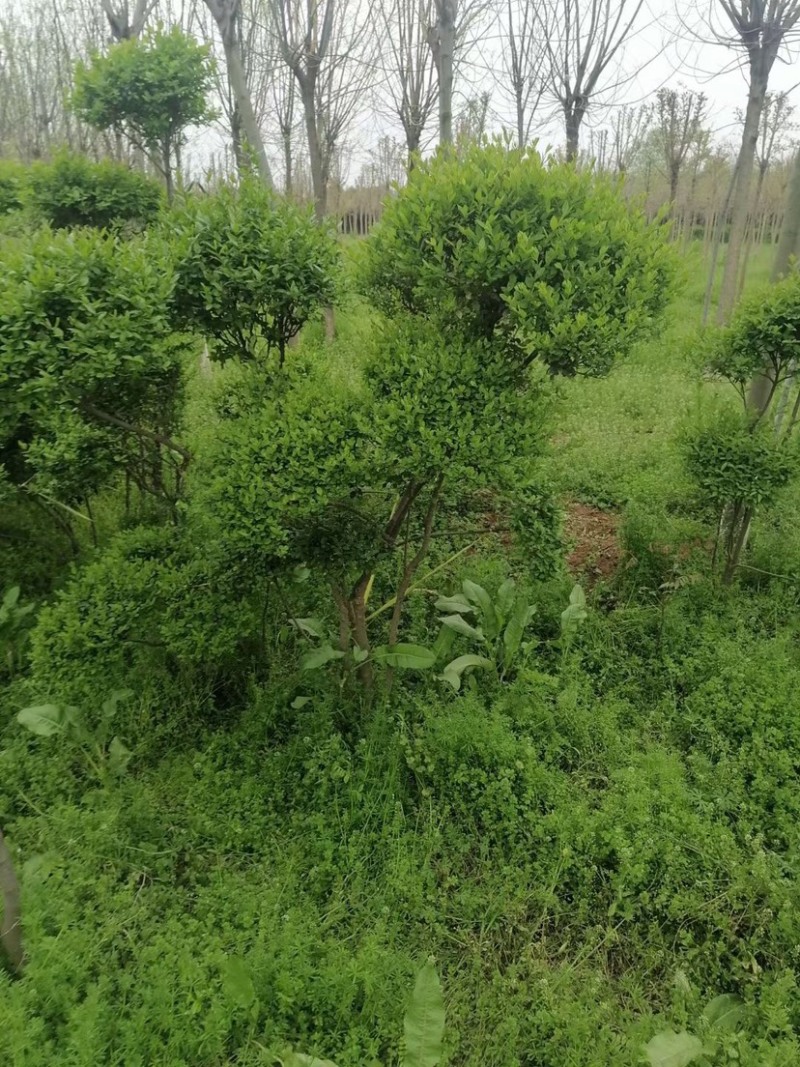 小叶女贞云片，女贞造型，各种规格，质量好，有量