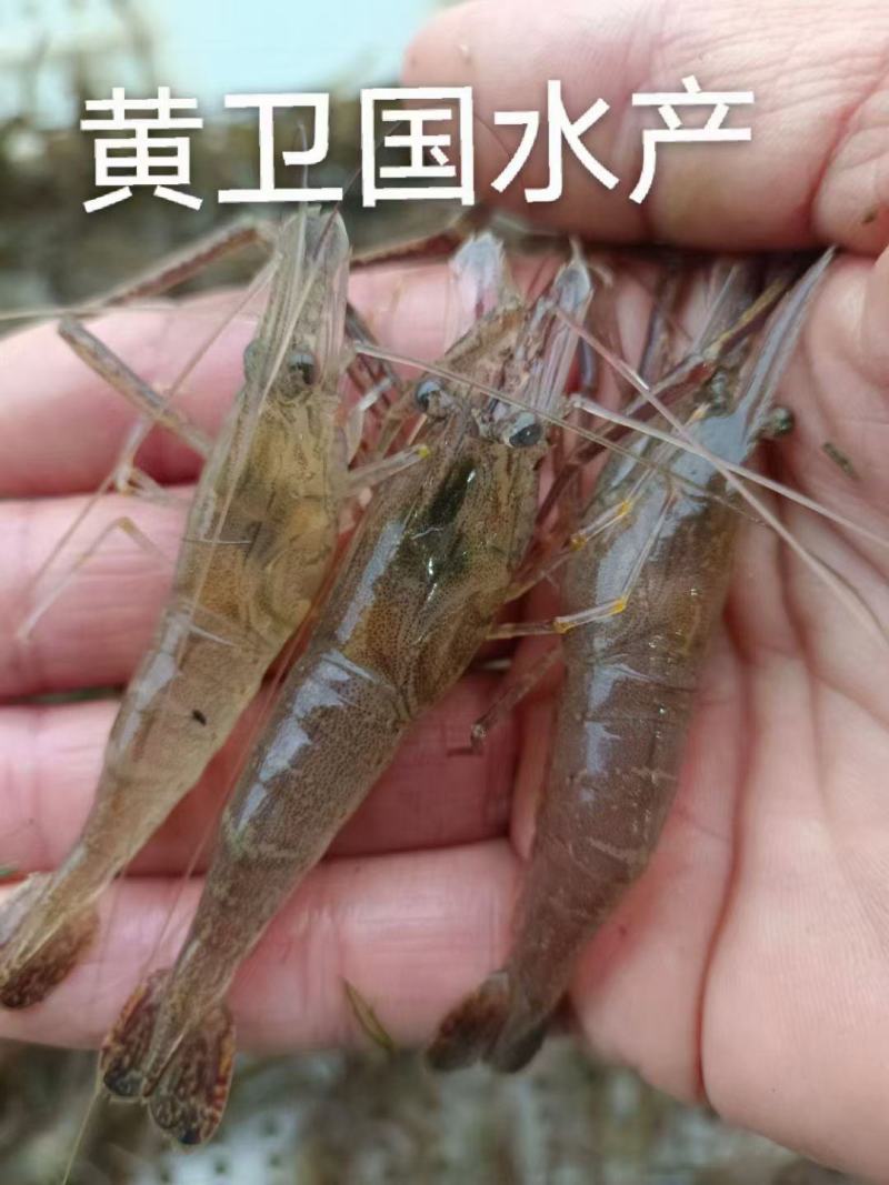 草虾河虾:一手货源产地湖北潜江市，黄卫国水产，全国发货。