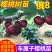 樱桃树苗俄罗斯8号美早红灯笼佳红拉缤