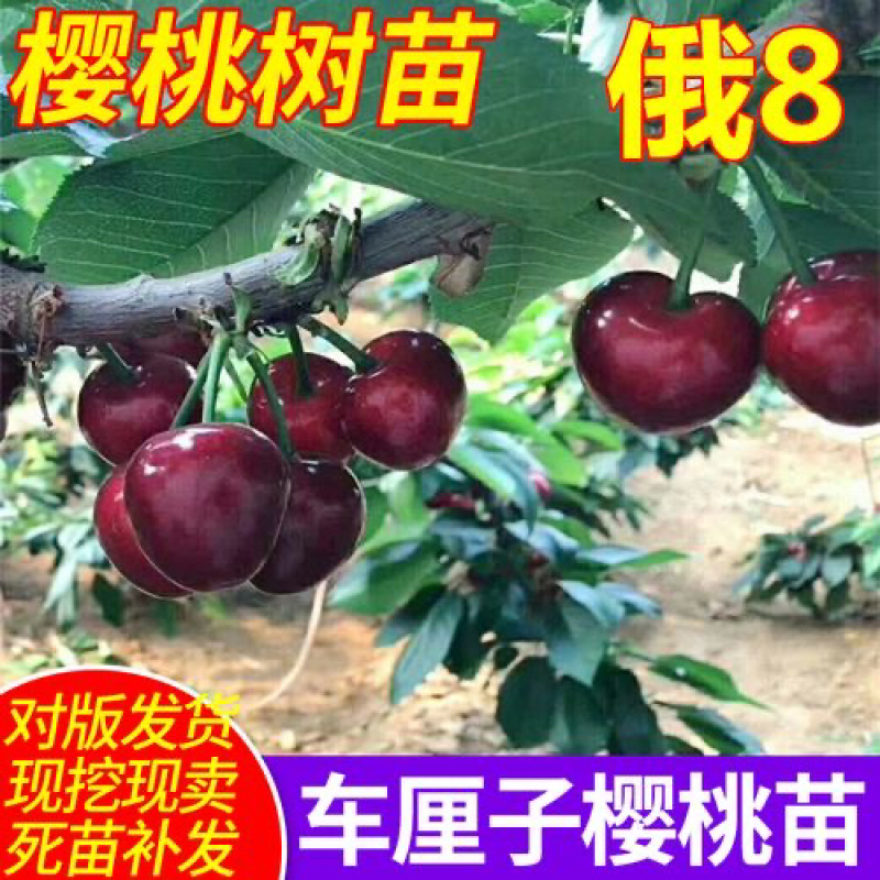 樱桃树苗俄罗斯8号美早红灯笼佳红拉缤