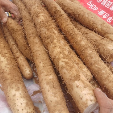 榆林白玉山药