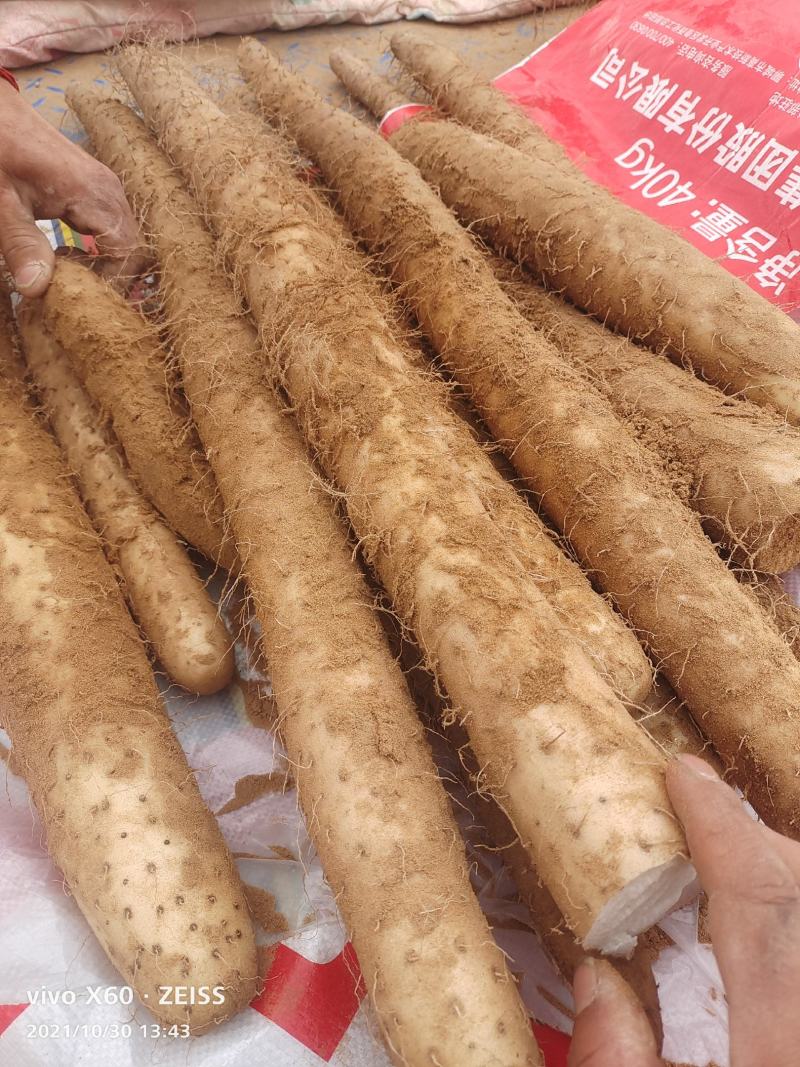 榆林白玉山药