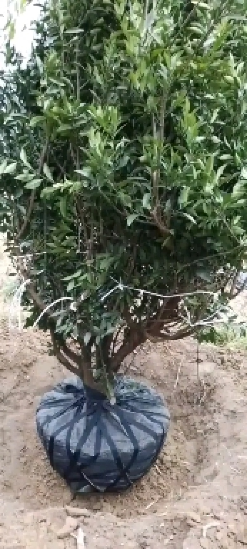 橘子树，柑橘树，货源充足，可供多种规格。产地直销。