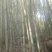 四川广安苦竹，大小长短都有，可按要求定制，欢迎新老客户选购