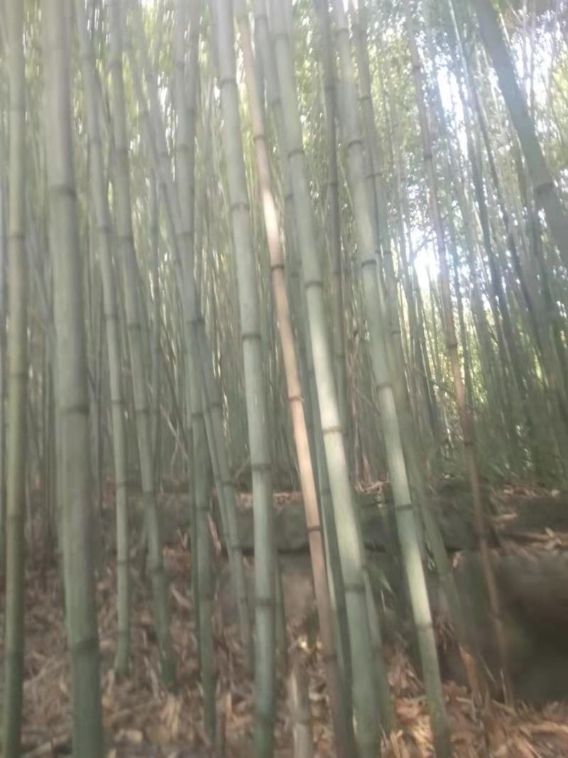 四川广安苦竹，大小长短都有，可按要求定制，欢迎新老客户选购