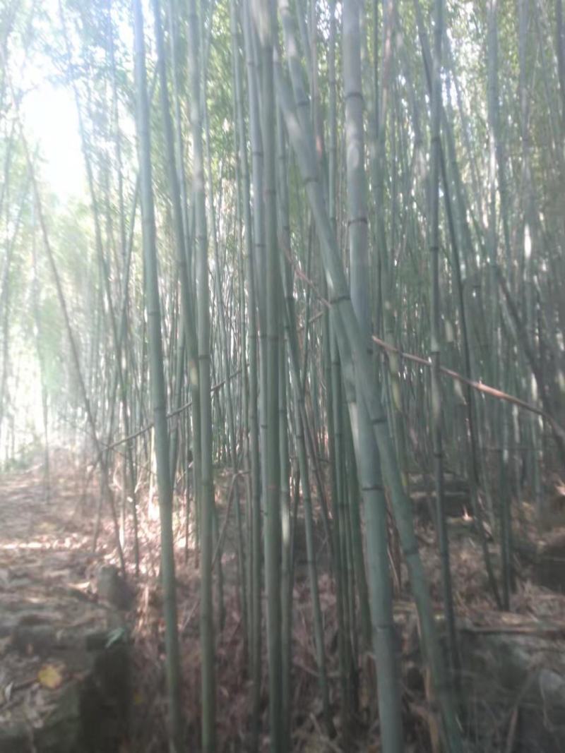 四川广安苦竹，大小长短都有，可按要求定制，欢迎新老客户选购