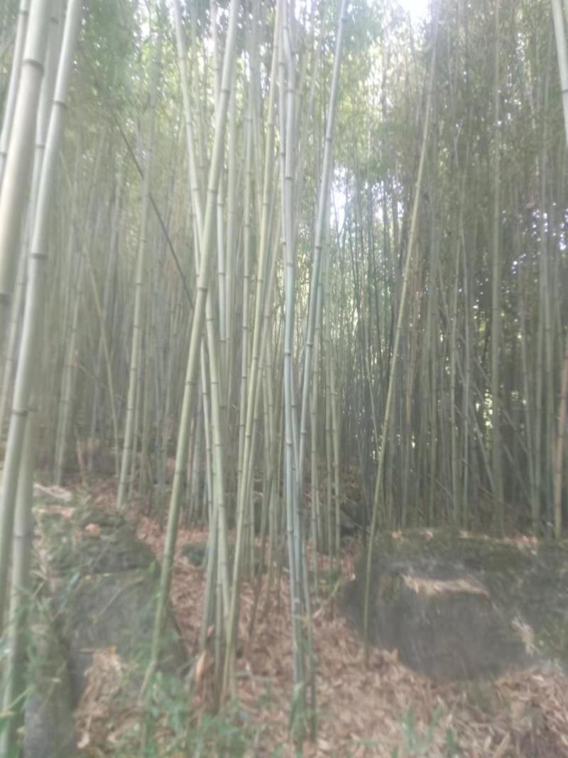四川广安苦竹，大小长短都有，可按要求定制，欢迎新老客户选购