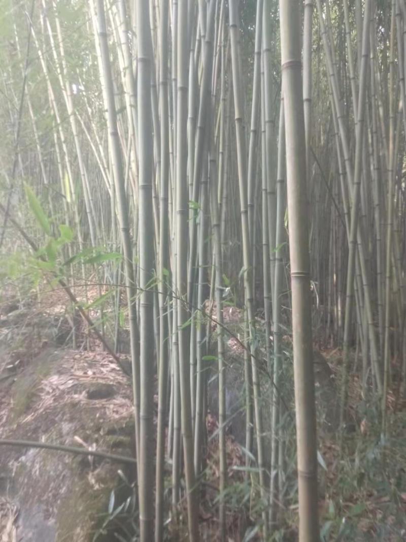 四川广安苦竹，大小长短都有，可按要求定制，欢迎新老客户选购