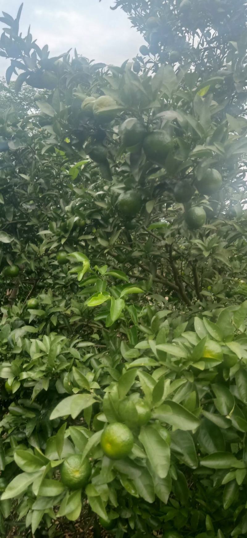 桂林清香桔上市了，有需要的联系