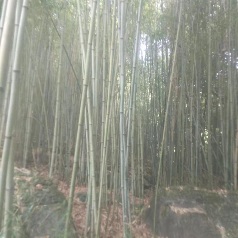 四川广安苦竹，大小长短都有，可按要求定制，欢迎新老客户选购