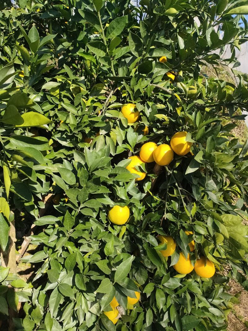 赣南脐橙，走进原产地，一件代发，九省包邮，新鲜发货