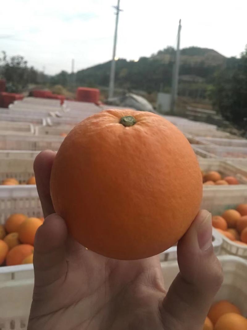 代发代办赣南脐橙承接电商商超团购代发