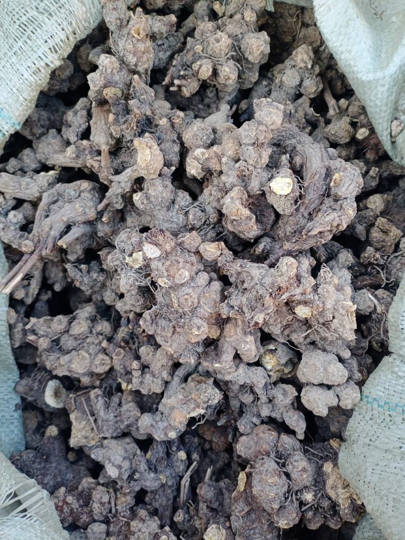 苍术片子苍术个子家种苍术大货批发供应量大从优欢迎选购