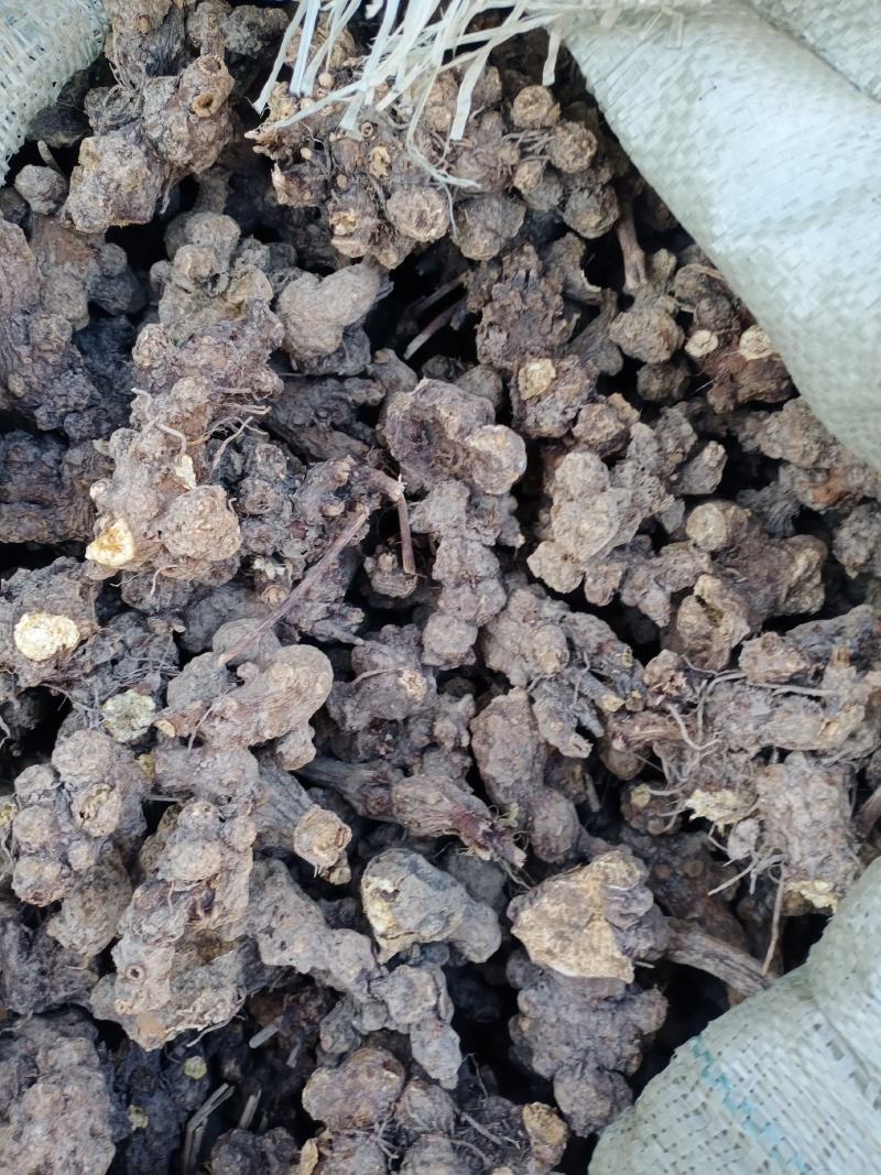苍术片子苍术个子家种苍术大货批发供应量大从优欢迎选购