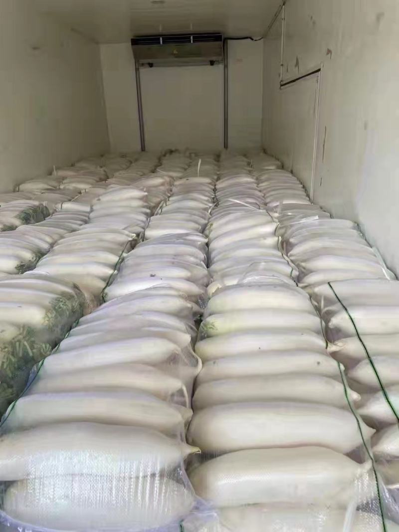 白萝卜大量供应，价格便宜，产地一手货源，量大质优