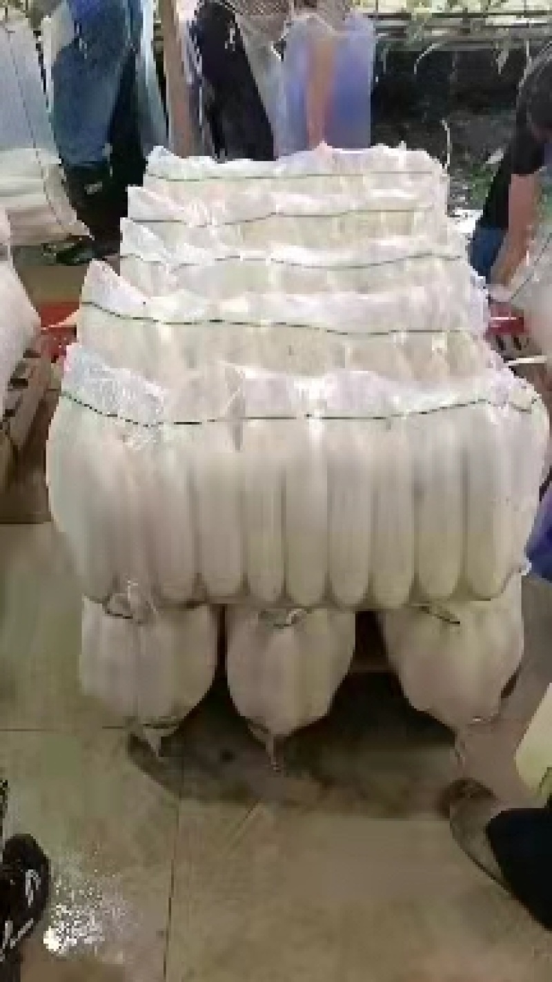 白萝卜大量供应，价格便宜，产地一手货源，量大质优