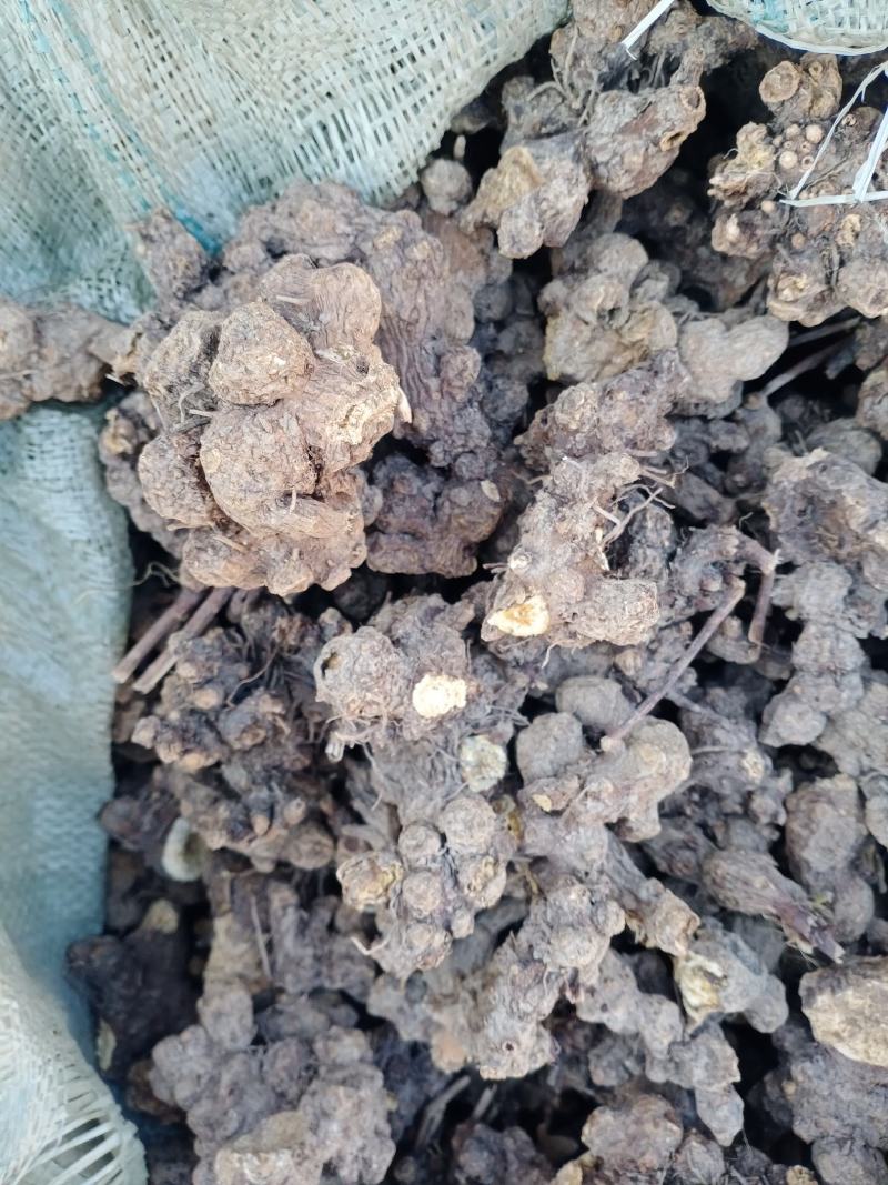 苍术苍术个子苍术片子家种苍术大货供应量大从优欢迎购