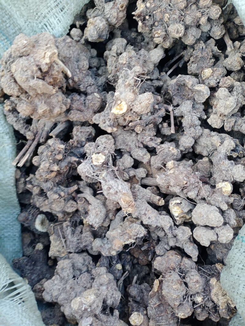 苍术苍术个子苍术片子家种苍术大货供应量大从优欢迎购