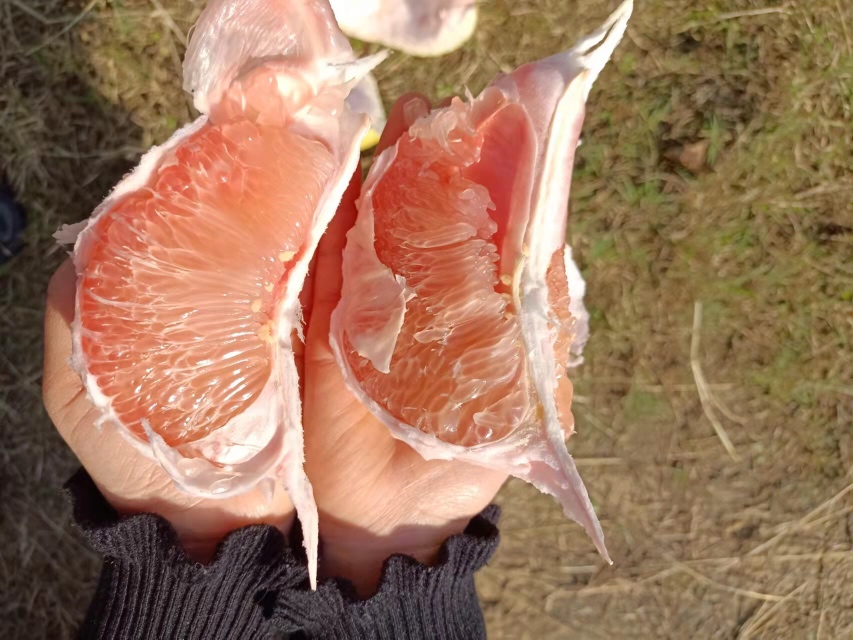展示草莓味三红柚的果实外观,果皮红润、果肉饱满,呈现诱人的红色调 草莓味三红柚特写