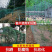 18股加粗养鸡网围鸡网防鸟网鸡围栏菜园网爬藤网顶网山鸡网