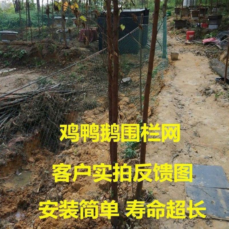 18股加粗养鸡网围鸡网防鸟网鸡围栏菜园网爬藤网顶网山鸡网