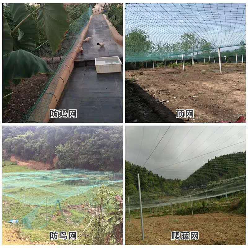 18股加粗养鸡网围鸡网防鸟网鸡围栏菜园网爬藤网顶网山鸡网