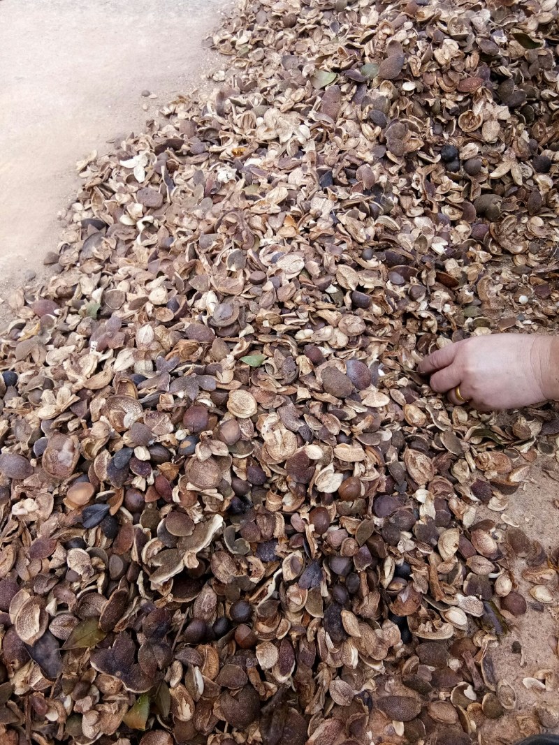 正宗野生油茶籽及茶籽壳