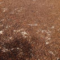 正宗野生油茶籽及茶籽壳