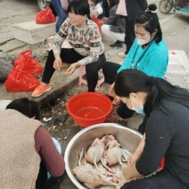 常年供应海蓝白蛋鸡白条/288蛋鸡白条/大冠白蛋鸡白条