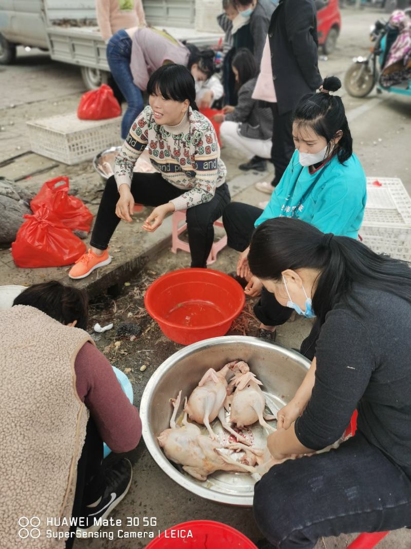 常年供应海蓝白蛋鸡白条/288蛋鸡白条/大冠白蛋鸡白条