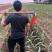 全钢大小尖镐三角锄头松土起垄开沟园艺工具长柄种菜挖笋农具