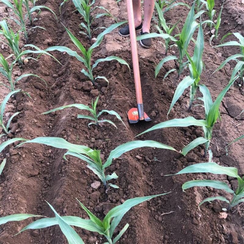 全钢大小尖镐三角锄头松土起垄开沟园艺工具长柄种菜挖笋农具