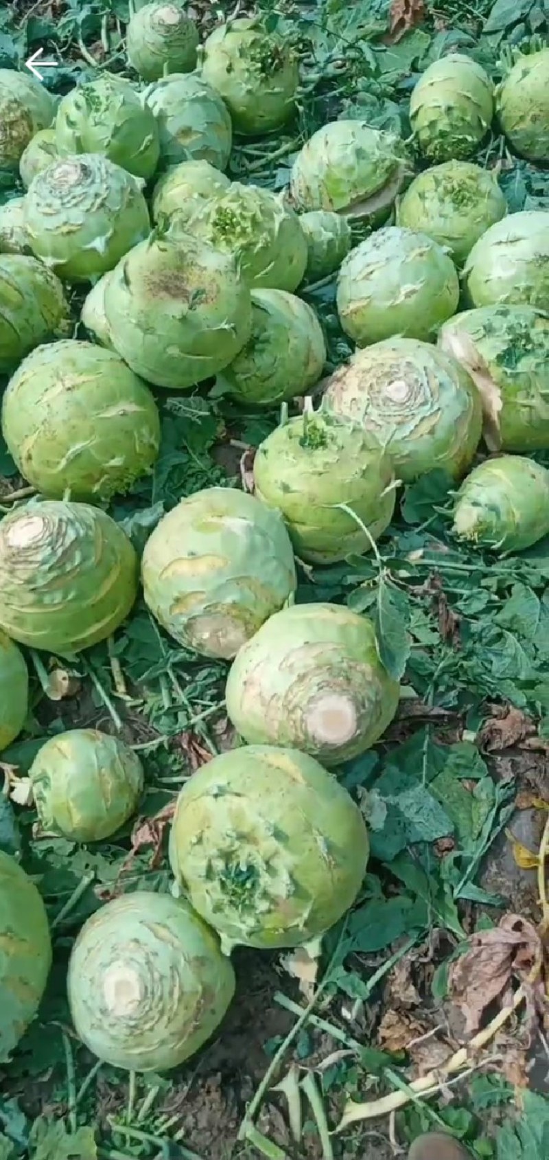 腌制苤蓝