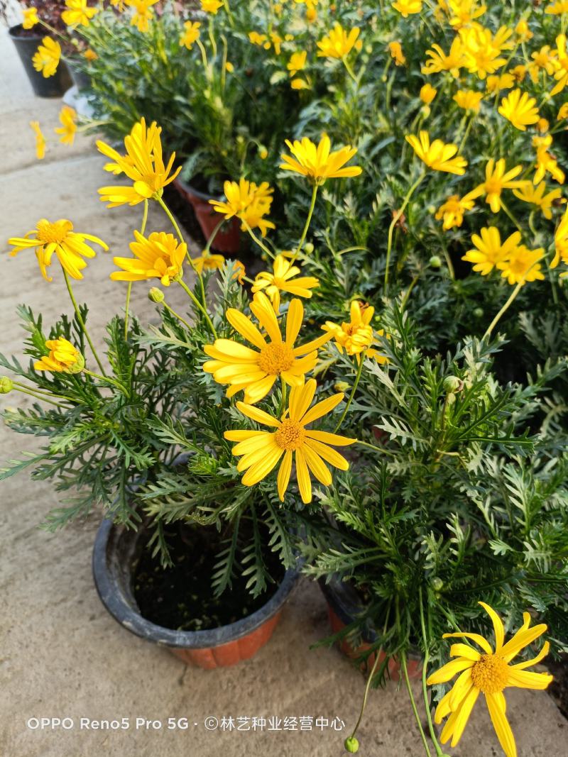 精品黄金菊盆栽花苗阳台观花绿化植物多年生四季开花