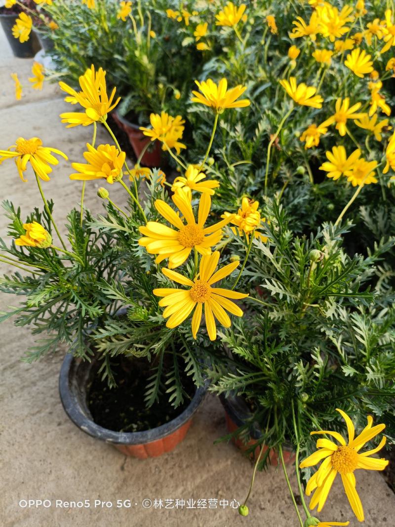 精品黄金菊盆栽花苗阳台观花绿化植物多年生四季开花