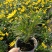精品黄金菊盆栽花苗阳台观花绿化植物多年生四季开花