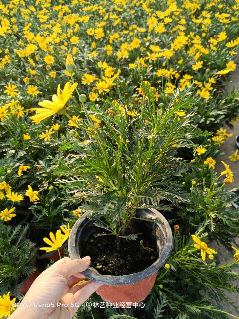 精品黄金菊盆栽花苗阳台观花绿化植物多年生四季开花